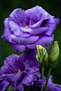 紫桔梗