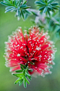 Bottlebrush Kunzea