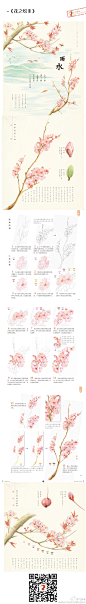 飞乐鸟的照片 - 花绘教程--杏。