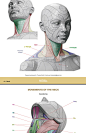 人体头部解剖结构雕塑面部肌肉表现建模CG美术绘画临摹参考素材-淘宝网