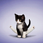 kyoka烤鸭的相册-猫咪爱瑜伽