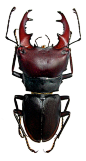 Guide to New World Scarab Beetles-Lucanidae, Macrocrates