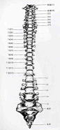 [转载]艺用人体解剖
