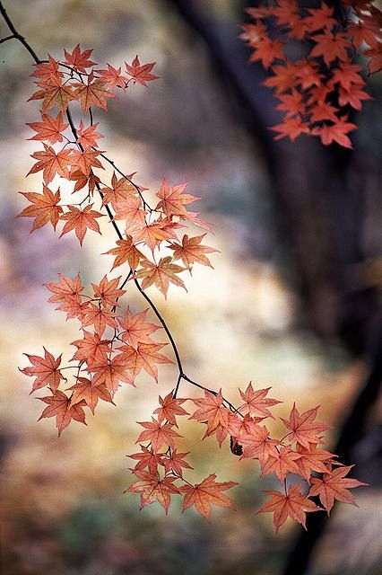 解落三秋叶，
能开二月花