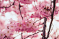 樱花自然壁纸图片