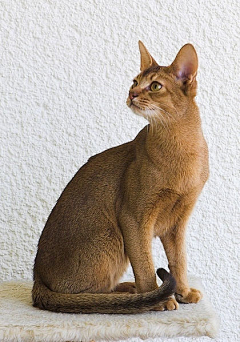 三楼半采集到尤物 —— Abyssinian 阿比西尼亚猫