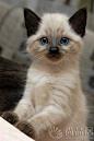最近特别喜欢暹罗猫~~~觉得眼睛特有神~~ - 我的相册 - 相册 - spj2013 - 装修论坛_装修社区_尚品居装修家居社区