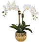 Diane James Orchid Arrangement, GH Exclusive: 