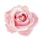 玫瑰花  粉色