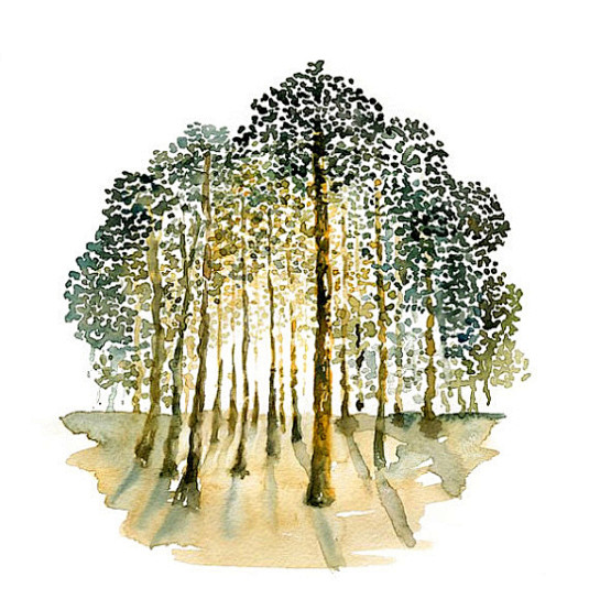 那些树儿：Ireart的小清新水彩画