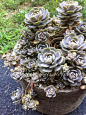 Plants plants and more plants: Orostachys Iwarenge - Chinese Dunce Cap