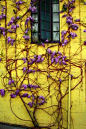 Yellow yellow yellow ... I only like this because of the flowers in complementary purple!