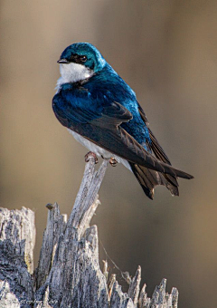 玲珑骰采集到birds