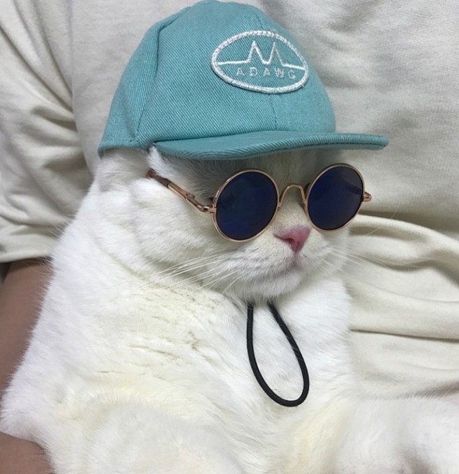 fashion cat