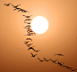 3月4日，一群天鹅在鄱阳湖江西都昌水域上空迎着朝阳展翅飞翔。


