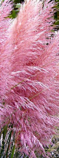 Pampas Grass Pink Tall Feathery Blooms