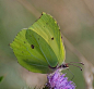 Photograph Brimstone butterfly by Cor Pijpers on 500px