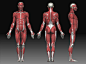 人体肌肉解剖01