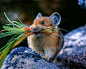 biology-online:

Pikas prepare for winter by collecting grasses and wildflowers, then lay them out to dry in the sun before storing them so they don’t mold.
