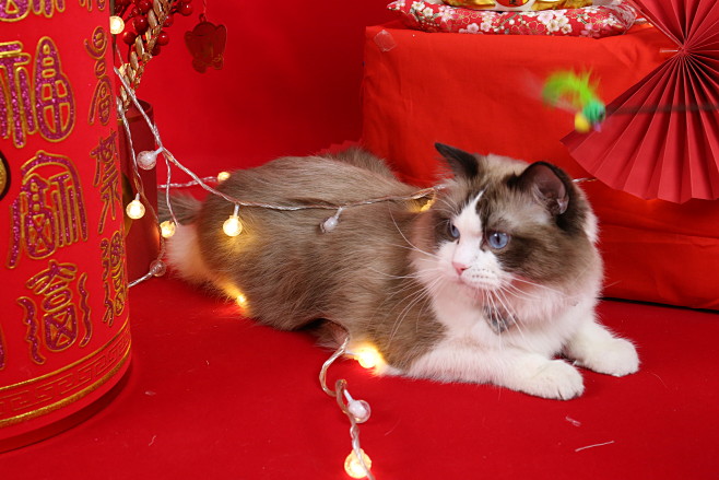 新年拍摄宠物猫猫布偶照片