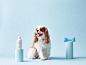 mr-paw-is-a-dog-grooming-brand-with-unique-identity-5