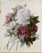 Peonies by Pierre-Joseph Redouté