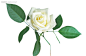 白色玫瑰花素材