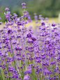 ------褪了色的时光，才是时光里原本最美丽的颜色。
#微距# #鲜花# #薰衣草#灬铃兰灬 采集
'Royal Purple' English Lavender