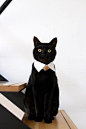 金ボタン付きの付け襟風首輪はいかが？ 正装姿のお猫さまがスタイリッシュきゃわわ！ #blackcats