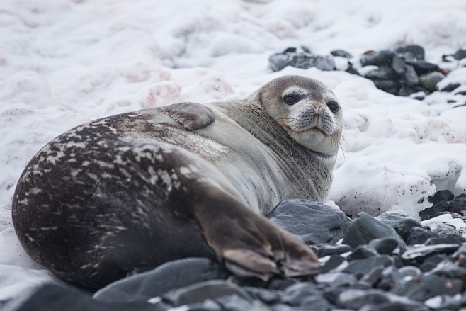 Seal in Antarctica, ...
