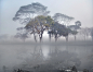 Humid-autumn-fog.jpg (2600×2000)