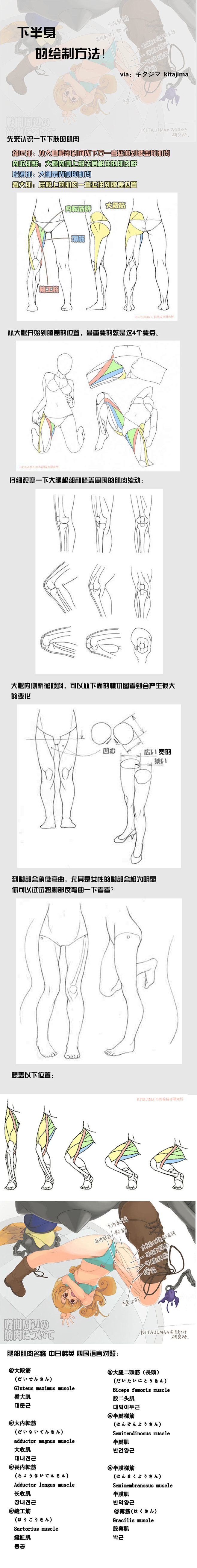 下肢的绘法研究（肌肉）.jpg_微盘下载