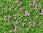 Textures   -   NATURE ELEMENTS   -   VEGETATION   -  Flowery fields - Meadow of oxalis rubra texture seamless 20585