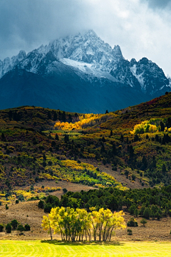 虫灯采集到背景-自然