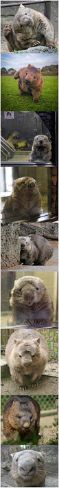 袋熊，生活在澳洲东南部及塔斯马尼亚州森林山地的小萌物。性格慵懒温顺，看起来很好欺负的样子，抱起来应该超治愈吧