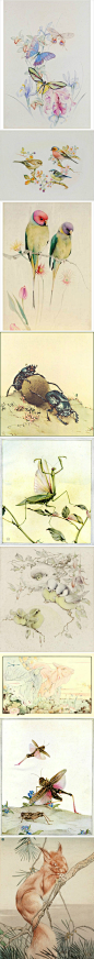 Edward Julius Detmold英国自然画家，作品多是动物、昆虫与花朵 #平面# #插画# #壁纸# #小清新#