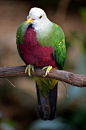 Fruit Dove