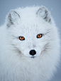 Arctic fox portrait by Jakub Hodan on 500px#北极狐##白##摄影##动物#北极狐你好美，北极狐你好萌