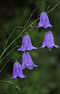 ~ ~风信子后雨（风铃圆叶决明） ~ ~
~~Harebells after rain (Campanula rotundifolia)   ~~