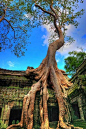 树妖”。塔普伦寺，吴哥，柬埔寨！ 