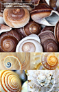 多款海螺贝壳高清图片素材