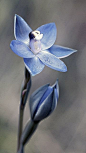 Glistening Sun-Orchid: Thelymitra lucida - by Macro Orchids Tasmania, via Flickr: 