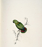       【英国诗人兼画家 Lear Edward的手绘鹦鹉图册】
爱德华·利尔Edward Lear(1812-1888)，英国著名幽默漫画家，诗人兼画家。一生奔波于欧洲各地，创作了大量绘画、诗歌和音乐。他画的鸟曾集册出版，但他主要以写五行打油诗与打油诗（Nonsense verse）闻名。