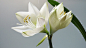 Close-up Photography of White Amaryllis Flowers
