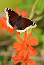 Mourning Cloak butterfly | Beautiful ✿ World