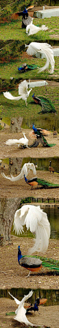 哇咔咔、、好稀罕的白孔雀。大爱！！！！