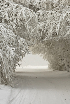 LetItallgo采集到Winter/岁暮天寒