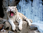 yawning_tiger-wallpaper-2048x1536.jpg (1600×1200)