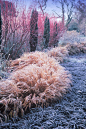 Winter Garden - Adrian created a “black sea”, with a breaking wave of Hakonechloa. The red Cornus stems are highlighted by dark green Taxus pillars and autumnal tones of the grass - Bressingham Gardens photos by Richard and Adrian Bloom -: 