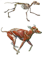 Canine anatomy - running: 